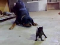 بچه گربه ای شجاع ، در مقابل سگ روتوایلر