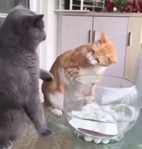 گربه مهربون