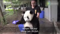 Cuteness overload: Conversation between panda and his keeper