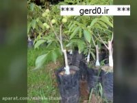 بهترین ارقام نهال گردوی پیوندی | 09141832393