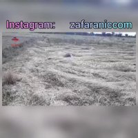 جمع آوری علف های زعفران - فروش زعفران توسط کشاورز زعفرانیک