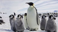 پنگوئن های بامزه در حیات وحش با موسیقی آرامش بخش پیانو