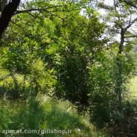 شیطان کوه (بام سبز) لاهیجان