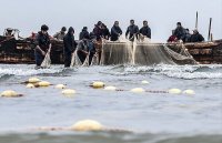 اواخر شهریور ماه آغاز صدور مجوز صیادی برای سایر استان های جنوبی