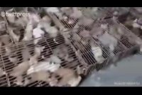 نجات 700 گربه از سلاخی برای رستوران‌های چینی!