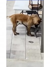 کلیپ خنده دار کوتاه گرفتن مچ گربه ها