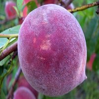 فروش هلو پایه GN 09120460354