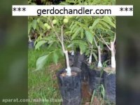 فروش انواع نهال گردو | 09141832393