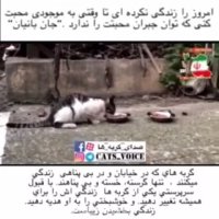 از گربه هاى بى پناه نگهدارى كنیم. زندگی بخشیدن زیباست.