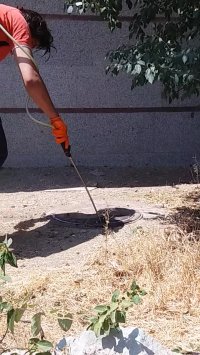 هجوم سوسک فاضلاب