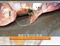 ویدیویی ازریه واقعی انسان پس ازدوماه سیگارکشیدن/نشردهید