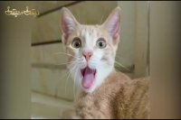 شناسایی کسانی که شعار تغییر رژیم دادند