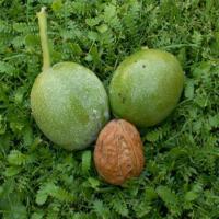 فروش درخت گردو پکان 09197722218