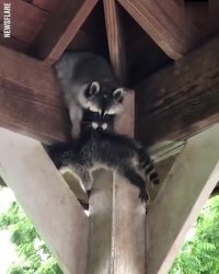 کلیپ دیدنی راکون مادر