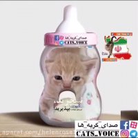 نوزادهاى گربه