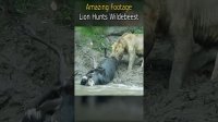 هیجان انگیزترین ویدیوهای مربوط به حیوانات وحشی