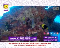 غواصی اسکوبا در کیش،غواصی نفتی،غواصی صنعتی،غواصی کاری