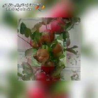 نهالستان امیر شاندیزی در مشهد