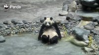 پاندای بامزه Top Hilarious Moments Of Panda Bathing In Pool | iPanda