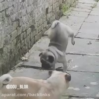 صداگذاری روی حیوون بی ادب توسط یاسین بابائی