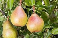 فروش نهال گلابی درگزی 09382837999