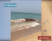 لاشه نهنگ به گل نشسته در سواحل بندر لنگه