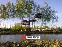 خانه درختی در "دهنه سر"