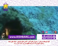 آموزش غواصی در کیش،غواصی آب شور،مرجان های دریایی