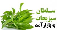 سلطان سبزیجات به بازار آمد
