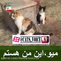 میو ، این من هستم كسى كه میتونه بهترین دوست تو باشه