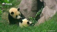 What Is Panda Qi Yi Doing With The Twig?