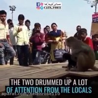 عشق ورزى میمون به سگ و دزدیدن معشوق