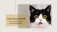 واقعا گربه ها هم کرونا می گیرند؟