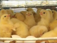 قیمت فروش جوجه اجداد