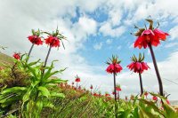 دشت دالانی الیگودرز دشتی پر از لاله‌های واژگون