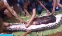 لحظه بیرون اوردن انسان از یک مار غول پیکر