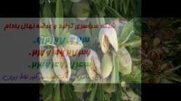 نهال بادام در تبریز 09197722540 - خرید نهال - فروش نهال - قیمت نهال