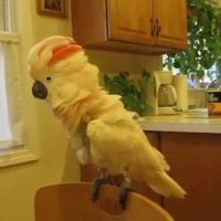 طوطی بی اعصاب!