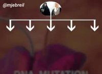 معرفی چند ژن برتر