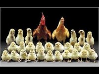 فروش جوجه و مرغ تخم گذار