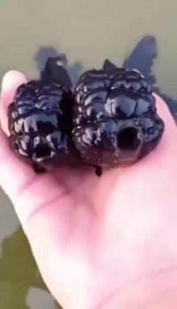 ماهی تمشکی دیده بودین