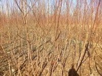 درخت زردالو دیررس