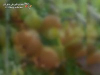 نهالستان همیشه سبز تیغ انداز در مشهد