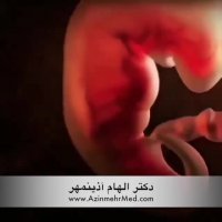انمیمیشن تکامل جنین