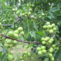 خرید درخت گردو پکان پیوندی  09124482642