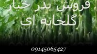 فروش بذر خیار