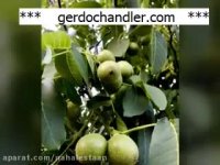 نهال گردو خوشه ای مقاوم در برابر سرما | 09141832393