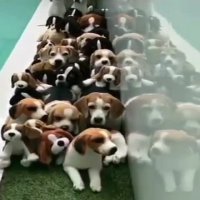 کدومشون سگ واقعیه؟‬‎