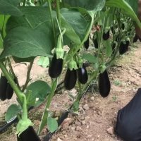 کشت بادمجان گلخانه ای | 02166565060