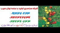 نهال سنجد  09197722560 – خرید نهال سنجد – فروش نهال سنجد – قیمت نهال سنجد